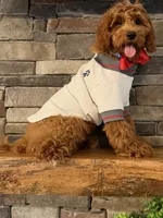 SALE - Mr. Mini Doodle USA , a male Goldendoodle and Miniature Goldendoodle for sale in Colbert, GA – 7 of 10