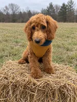 Micro-Mini - Payment Plans & Delivery Available Today! , a male Goldendoodle and Miniature Goldendoodle for sale in Colbert, GA – 5 of 8