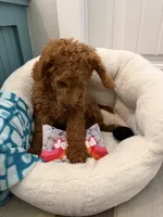 SALE - MINI- Mr. Blue , a male Goldendoodle and Miniature Goldendoodle for sale in Colbert, GA – 2 of 4
