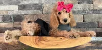 On SALE now! , a female Goldendoodle and Miniature Goldendoodle for sale in Colbert, GA – 6 of 10