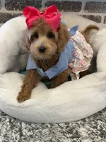 Reduced: Miss.Pinkie , a female Goldendoodle and Miniature Goldendoodle for sale in Colbert, GA – 4 of 10