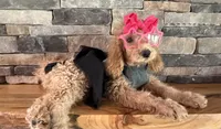 On SALE now! , a female Goldendoodle and Miniature Goldendoodle for sale in Colbert, GA – 2 of 10