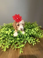 Micro-Mini - 12lbs full grown , a female Goldendoodle and Miniature Goldendoodle for sale in Colbert, GA – 8 of 10