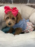 Reduced: Miss.Pinkie , a female Goldendoodle and Miniature Goldendoodle for sale in Colbert, GA – 5 of 10