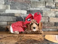 Mini - GIRL Payment Plans & Delivery Available Today! , a female Goldendoodle and Miniature Goldendoodle for sale in Colbert, GA – 5 of 10