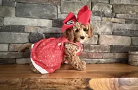 Mini - GIRL Payment Plans & Delivery Available Today! , a female Goldendoodle and Miniature Goldendoodle for sale in Colbert, GA – 4 of 10