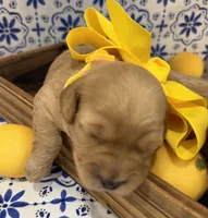 Micro-Mini - 12lbs full grown , a female Goldendoodle and Miniature Goldendoodle for sale in Colbert, GA – 3 of 6