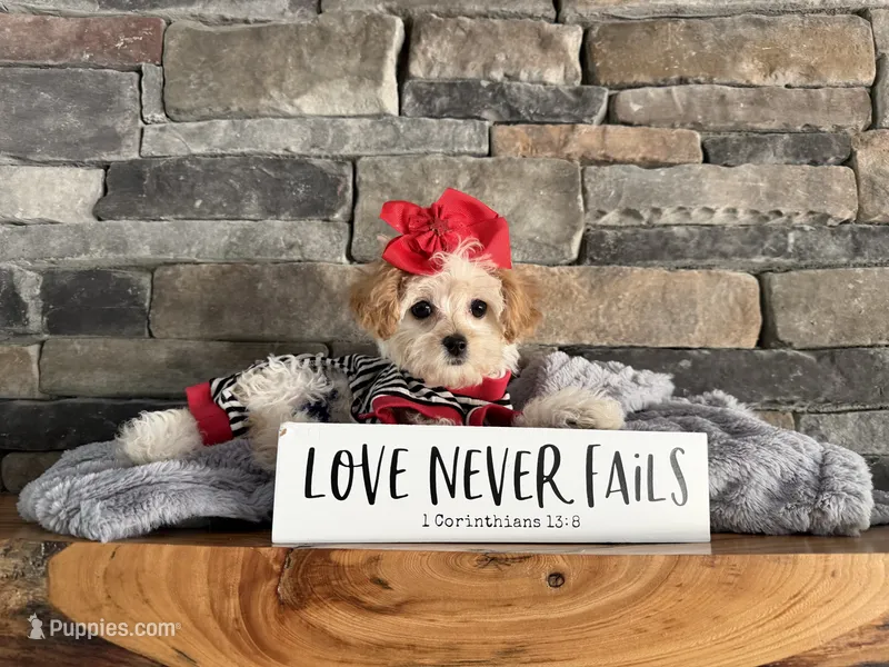 Only 3lbs now! - Tiny Toy Goldendoodle  – English Goldendoodle, Miniature Goldendoodle puppy for sale in Colbert, GA