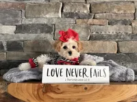 Only 3lbs now! - Tiny Toy Goldendoodle , a female English Goldendoodle and Miniature Goldendoodle for sale in Colbert, GA – 1 of 10