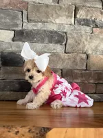 Tiny ToyGoldendoodle , a female Goldendoodle and Miniature Goldendoodle for sale in Colbert, GA – 3 of 10