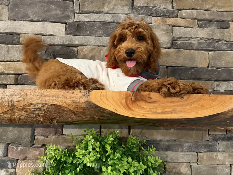 SALE - Mr. Mini Doodle USA  – Goldendoodle, Miniature Goldendoodle puppy for sale in Colbert, GA