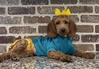Reduced: Miss. Teal, a female Goldendoodle and Miniature Goldendoodle for sale in Colbert, GA – 2 of 7