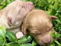 Micro-Mini around 10-15lbs full grown , a female Goldendoodle and Miniature Goldendoodle for sale in Colbert, GA – 3 of 6