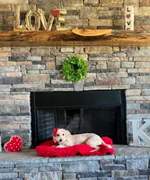 Micro-Mini around 10-15lbs full grown , a female Goldendoodle and Miniature Goldendoodle for sale in Colbert, GA – 6 of 6