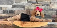 On SALE now! , a female Goldendoodle and Miniature Goldendoodle for sale in Colbert, GA – 4 of 10
