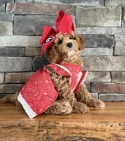Mini - GIRL Payment Plans & Delivery Available Today! , a female Goldendoodle and Miniature Goldendoodle for sale in Colbert, GA – 10 of 10