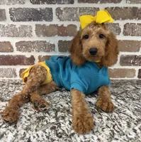 Reduced: Miss. Teal, a female Goldendoodle and Miniature Goldendoodle for sale in Colbert, GA – 5 of 7