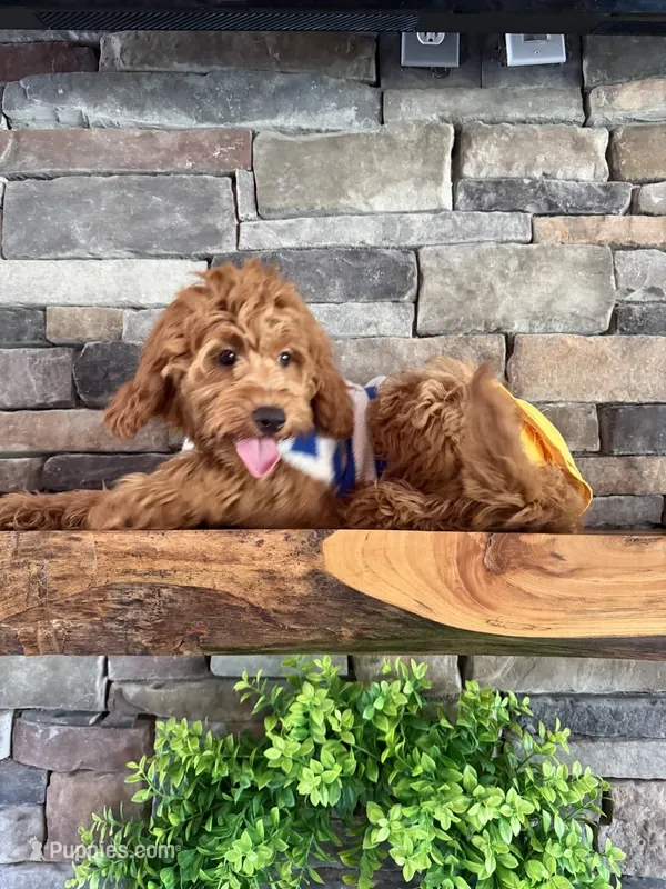 Reduced: Petite- Miss. Goldie 20lbs full grown  – Goldendoodle, Miniature Goldendoodle puppy for sale in Colbert, GA