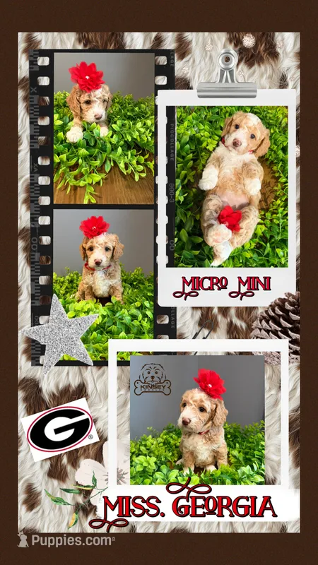 Micro-Mini - 12lbs full grown  – Goldendoodle, Miniature Goldendoodle puppy for sale in Colbert, GA