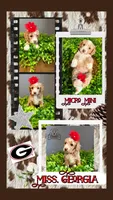 Micro-Mini - 12lbs full grown , a female Goldendoodle and Miniature Goldendoodle for sale in Colbert, GA – 1 of 10