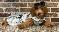 Sale - Miss. America ~ (Navy Collar) , a female Goldendoodle and Miniature Goldendoodle for sale in Colbert, GA – 7 of 10
