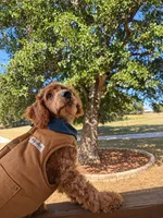 Micro-Mini - Payment Plans & Delivery Available Today! , a male Goldendoodle and Miniature Goldendoodle for sale in Colbert, GA – 2 of 8