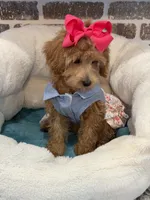 Reduced: Miss.Pinkie , a female Goldendoodle and Miniature Goldendoodle for sale in Colbert, GA – 6 of 10