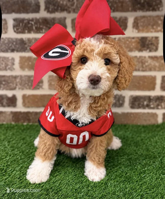 Micro-Mini - 12lbs full grown  – Goldendoodle, Miniature Goldendoodle puppy for sale in Colbert, GA