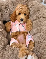 Mini - GIRL Payment Plans & Delivery Available Today! , a female Goldendoodle and Miniature Goldendoodle for sale in Colbert, GA – 8 of 10