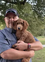 Micro-Mini - Payment Plans & Delivery Available Today! , a male Goldendoodle and Miniature Goldendoodle for sale in Colbert, GA – 3 of 8