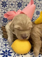 Micro-Mini - 12lbs full grown , a female Goldendoodle and Miniature Goldendoodle for sale in Colbert, GA – 2 of 6