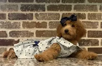 Sale - Miss. America ~ (Navy Collar) , a female Goldendoodle and Miniature Goldendoodle for sale in Colbert, GA – 1 of 10