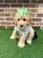 Micro-Mini !  Payment Plans/Delivery up to 4 hours away  , a female Goldendoodle and Miniature Goldendoodle for sale in Colbert, GA – 4 of 6