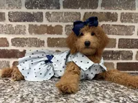 Sale - Miss. America ~ (Navy Collar) , a female Goldendoodle and Miniature Goldendoodle for sale in Colbert, GA – 4 of 10