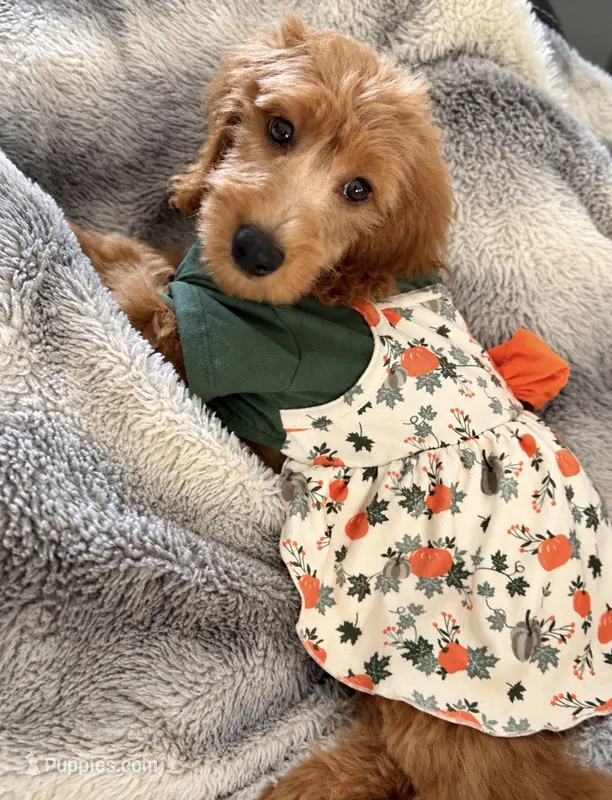 Fall Promotion - Micro-Mini:  Payment Plans/Delivery – Goldendoodle, Miniature Goldendoodle puppy for sale in Colbert, GA