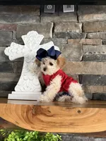 Only 3lbs now! - Tiny Toy Goldendoodle , a female English Goldendoodle and Miniature Goldendoodle for sale in Colbert, GA – 2 of 10