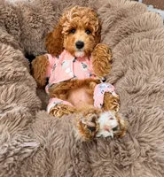 Mini - GIRL Payment Plans & Delivery Available Today! , a female Goldendoodle and Miniature Goldendoodle for sale in Colbert, GA – 7 of 10