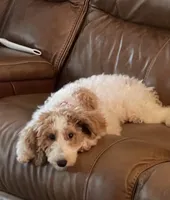 On SALE now! , a female Goldendoodle and Miniature Goldendoodle for sale in Colbert, GA – 10 of 10