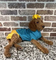 Reduced: Miss. Teal, a female Goldendoodle and Miniature Goldendoodle for sale in Colbert, GA – 4 of 7