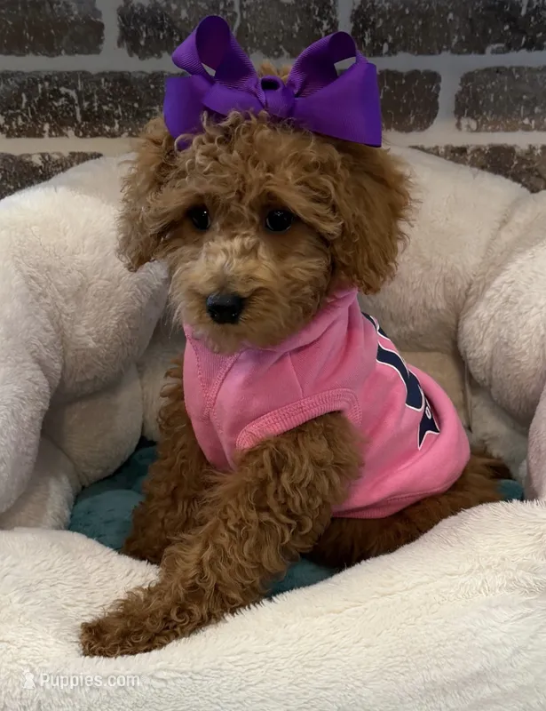 SALE - Miss. Mini Violet  – Goldendoodle, Miniature Goldendoodle puppy for sale in Colbert, GA
