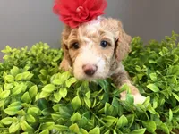 Micro-Mini - 12lbs full grown , a female Goldendoodle and Miniature Goldendoodle for sale in Colbert, GA – 3 of 10