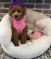 SALE - Miss. Mini Violet , a female Goldendoodle and Miniature Goldendoodle for sale in Colbert, GA – 3 of 6