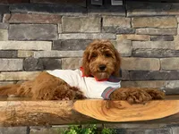 SALE - Mr. Mini Doodle USA , a male Goldendoodle and Miniature Goldendoodle for sale in Colbert, GA – 8 of 10
