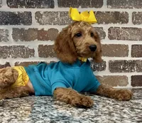 Reduced: Miss. Teal, a female Goldendoodle and Miniature Goldendoodle for sale in Colbert, GA – 3 of 7