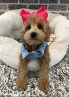 Reduced: Miss.Pinkie , a female Goldendoodle and Miniature Goldendoodle for sale in Colbert, GA – 9 of 10