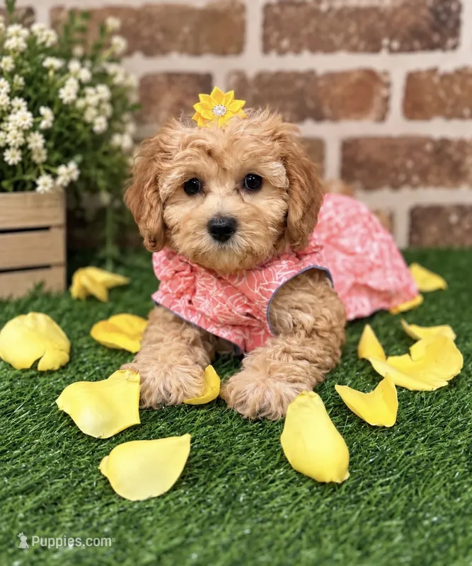 Micro-Mini !  Payment Plans/Delivery up to 4 hours away   – Goldendoodle, Miniature Goldendoodle puppy for sale in Colbert, GA