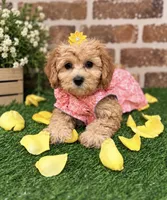 Micro-Mini !  Payment Plans/Delivery up to 4 hours away  , a female Goldendoodle and Miniature Goldendoodle for sale in Colbert, GA – 1 of 6