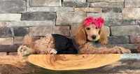 Reduced: Miss. Pinkie , a female Goldendoodle and Miniature Goldendoodle for sale in Colbert, GA – 5 of 10