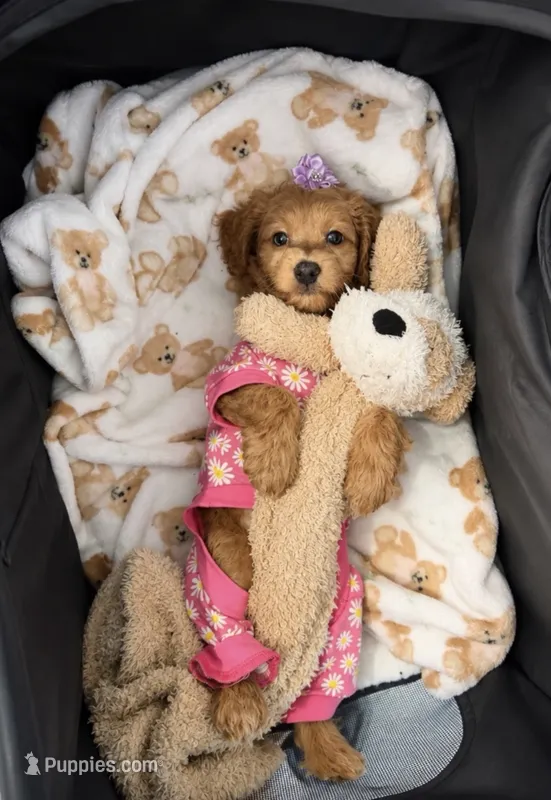Fall Promotion - Micro-Mini:  Payment Plans/Delivery – Goldendoodle, Miniature Goldendoodle puppy for sale in Colbert, GA
