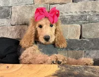 Reduced: Miss. Pinkie , a female Goldendoodle and Miniature Goldendoodle for sale in Colbert, GA – 2 of 10